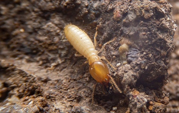 termite_crawling