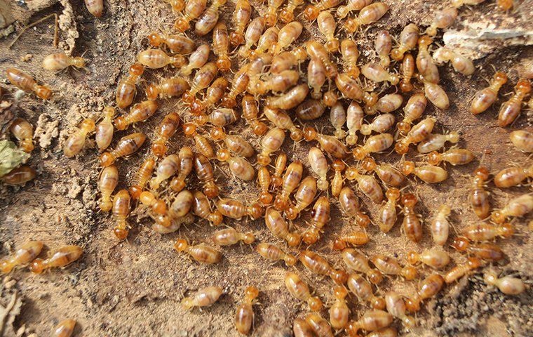 a_swarm_of_termites_on_the_ground