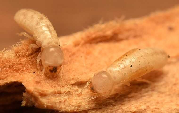 two termites on wood