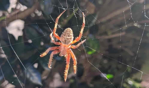 Spider on Web