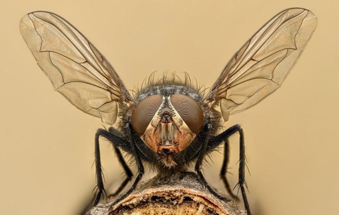 close up of house fly