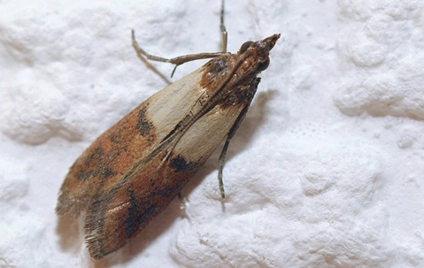 indian meal moth in home
