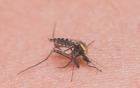 mosquito on skin