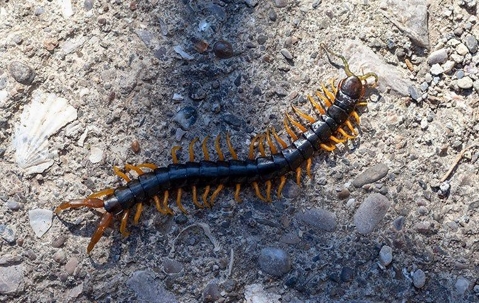a centipede on gravel