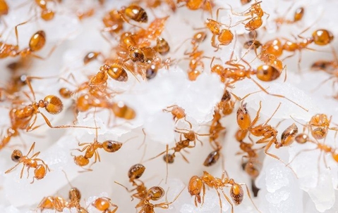 a fire ant infestation