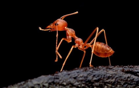 up close image of a fire ant