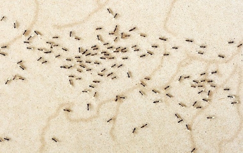 a crazy ant infestation in a home