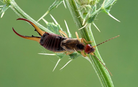 earwig on a plant