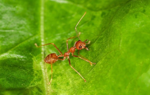 ant on a leaf