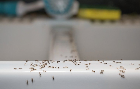 ants crawling in a home