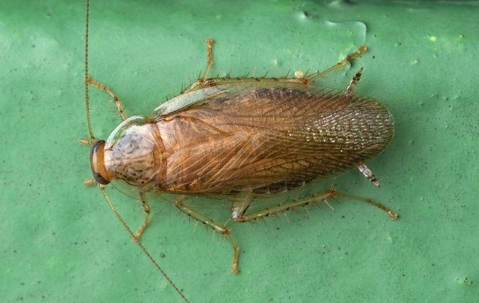 close up of german cockroach