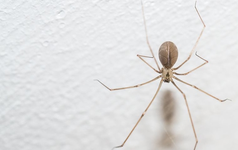a spider crawling on a wall in a home