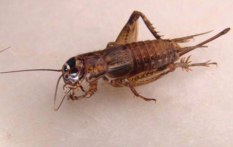 close up of camel cricket