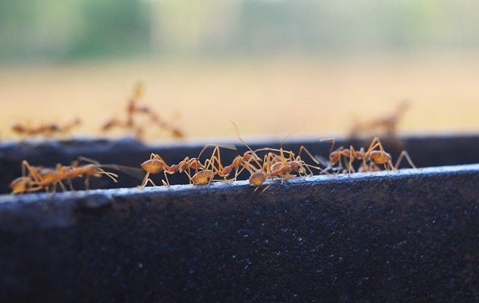 a group of fire ants