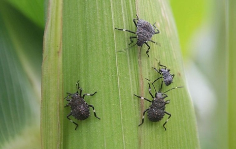 stink bugs on leaf