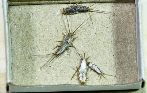 three silverfish on cardboard