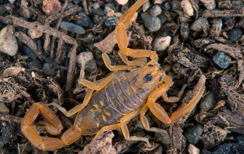 scorpion in landscaping
