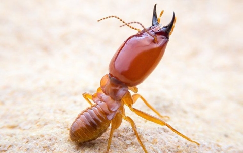 termite soldier on ground