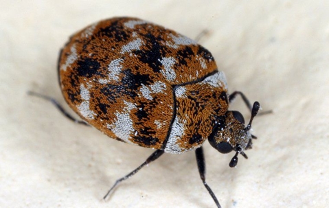 carpet beetle on blanket