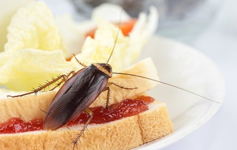 an american cockroach crawling on food