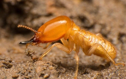 a subterranean termite crawling in wood