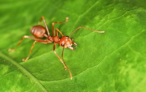 fire ant on leaf