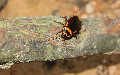 a cockroach on a tree branch
