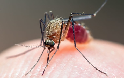 a mosquito biting human skin