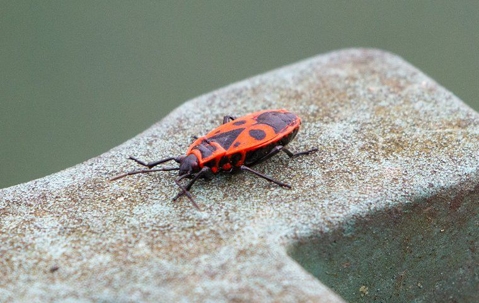 boxelder bug on a rock