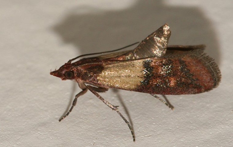 an indian meal moth in a home