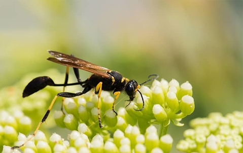 wasp on flower
