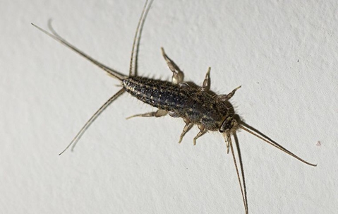 silverfish on wall