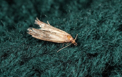 cloth moth on green fabric