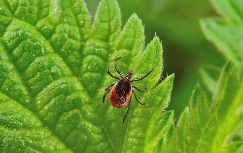 tick crawling on leaf
