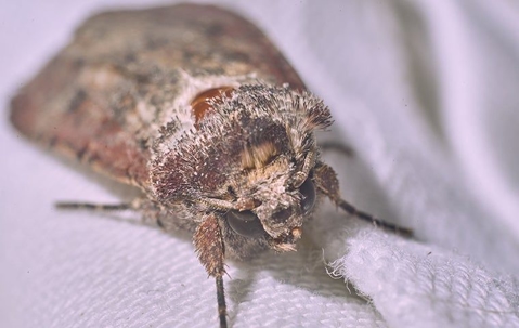 clothing moth on clothing