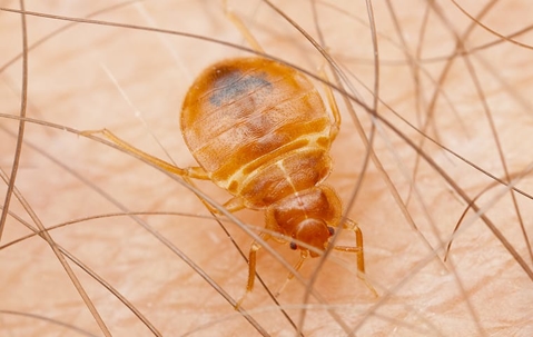 a bed bug biting human skin