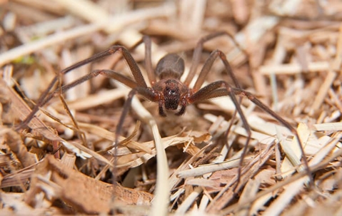 brown recluse spider crawling outside