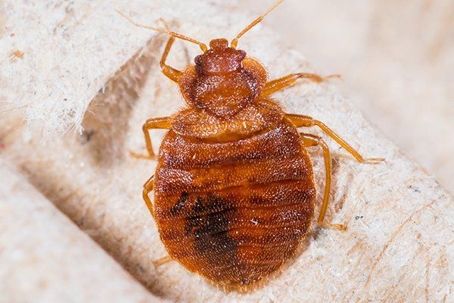 bed bug crawling on sheet