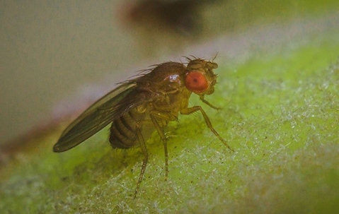 fly on fruit