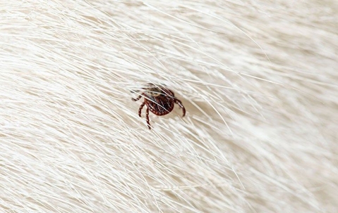 tick in dog fur