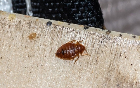 bed bugs on box spring