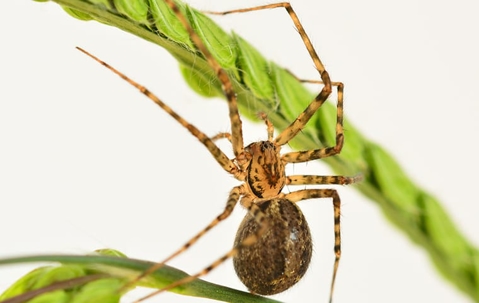 spider hanging from a leaf