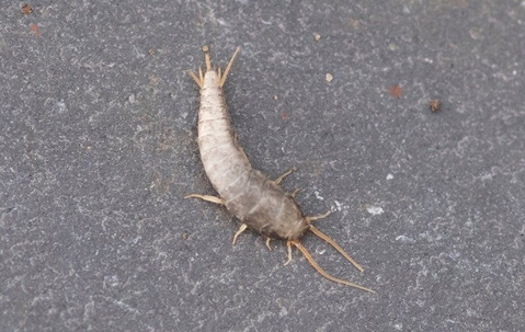 a silverfish crawling in a home
