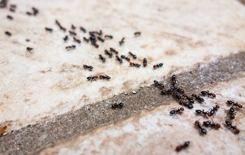 ants on tile floor