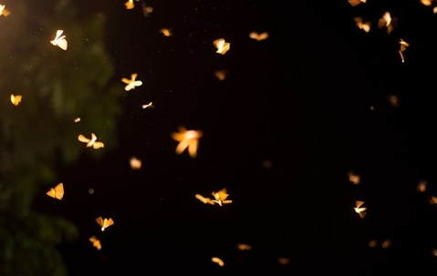 flying termites at night