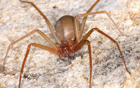 brown recluse spider on rock