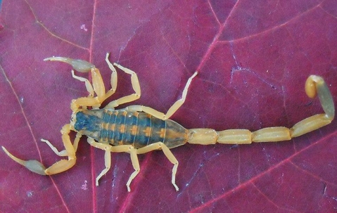 scorpion on a leaf