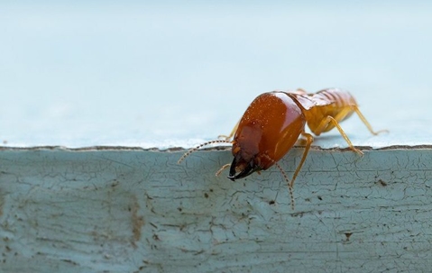 termite on a home
