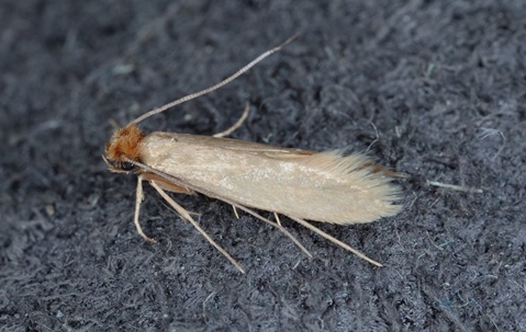 cloth moth on fabric