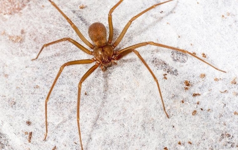 brown recluse spider in a basement